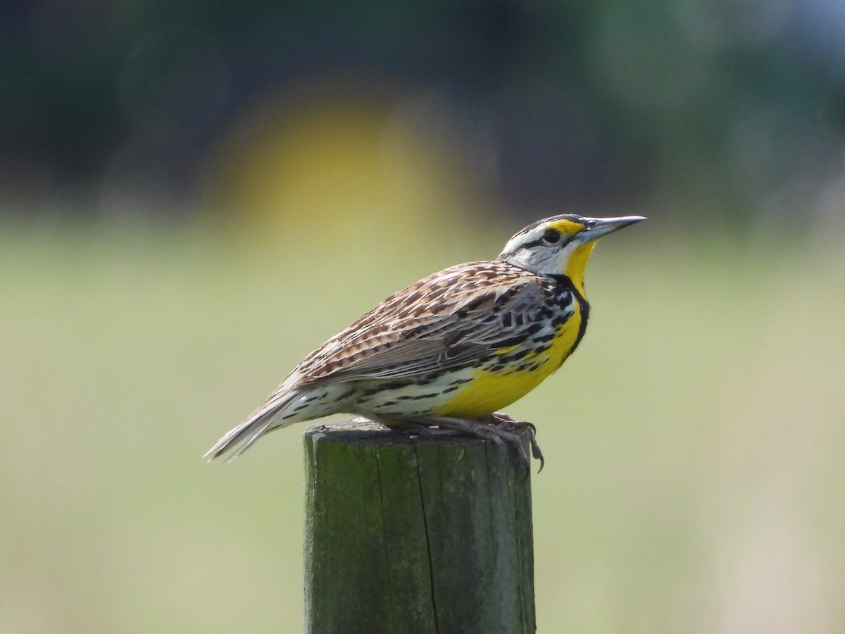 Eastern Meadowlark - ML633313169