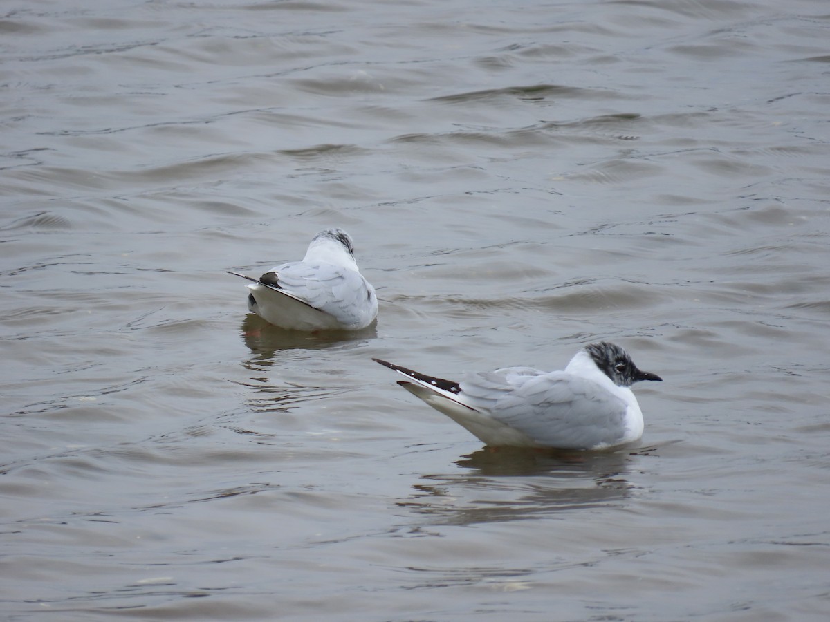 Bonaparte's Gull - ML633313273