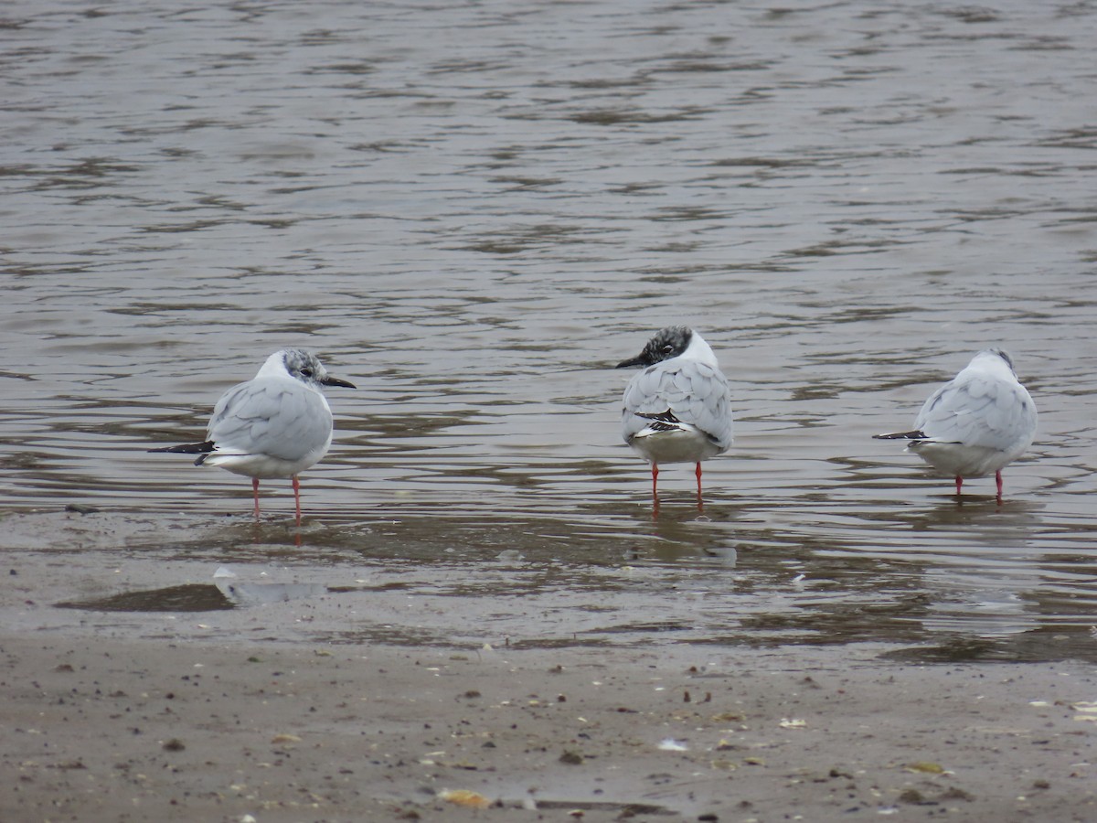 Bonaparte's Gull - ML633313275