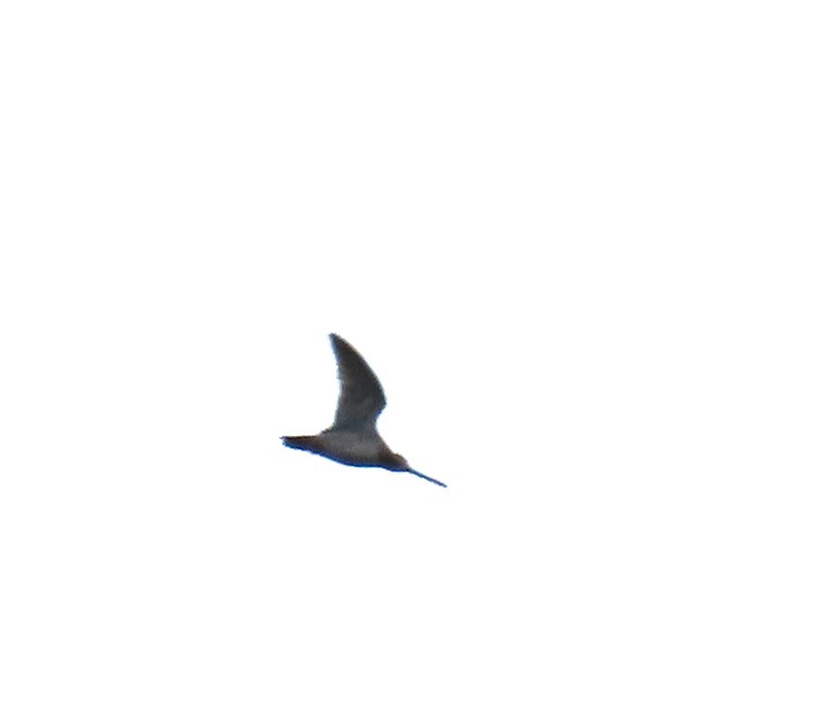Wilson's Snipe - ML633313384
