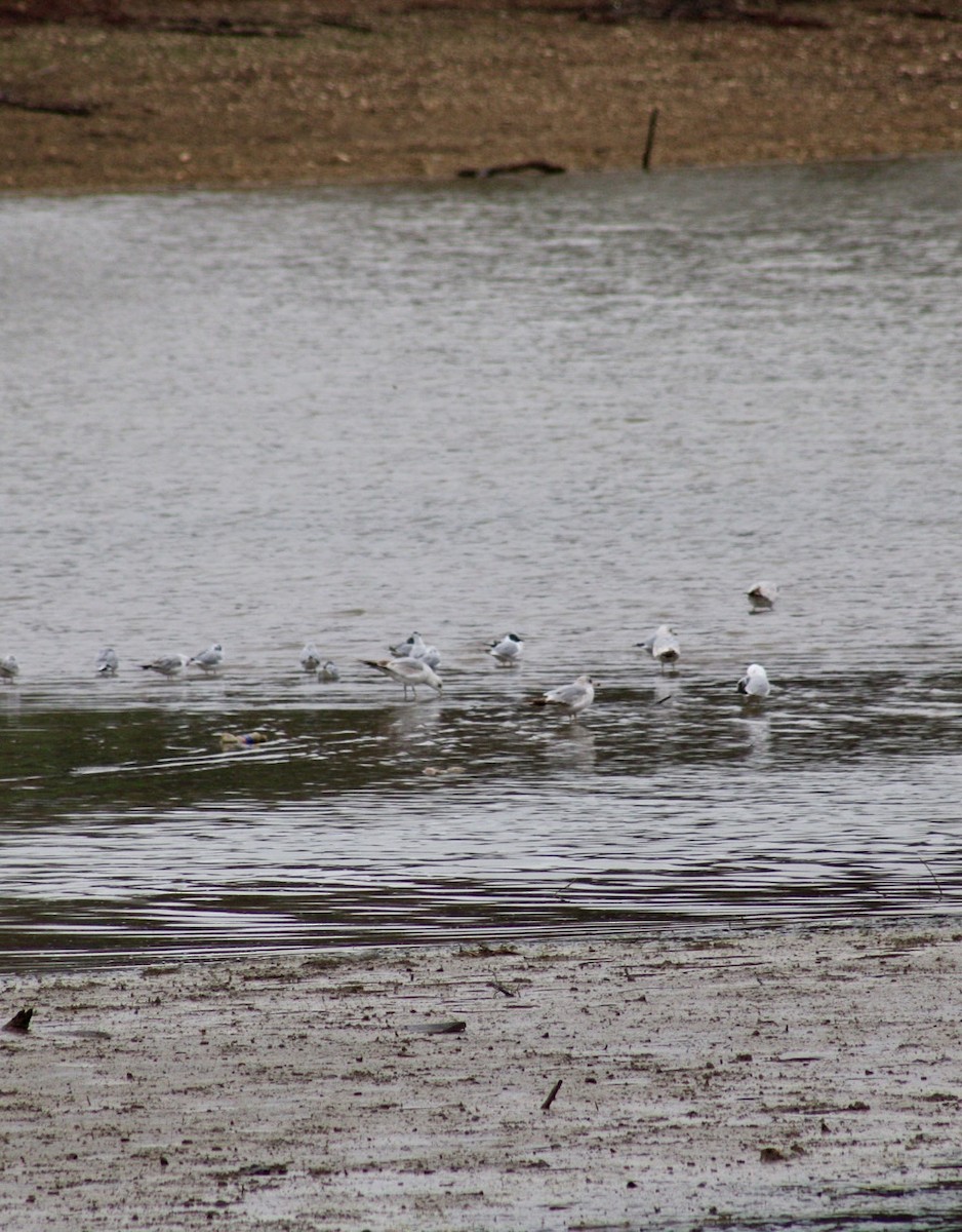 Bonaparte's Gull - ML633313520