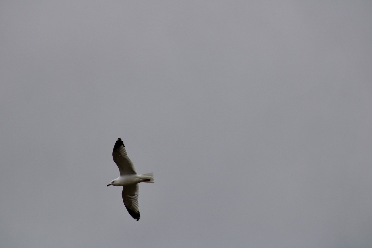 Ring-billed Gull - ML633313530