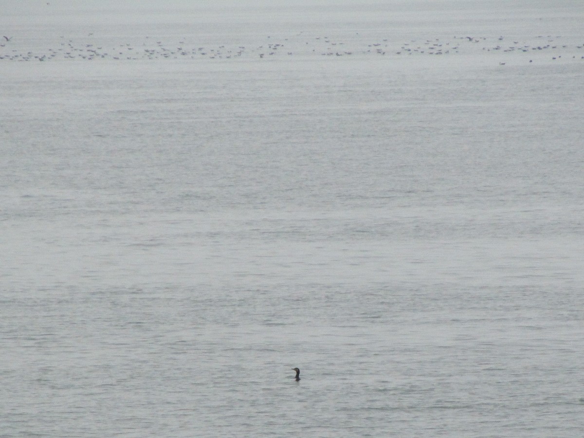 kormorán velký - ML633313534