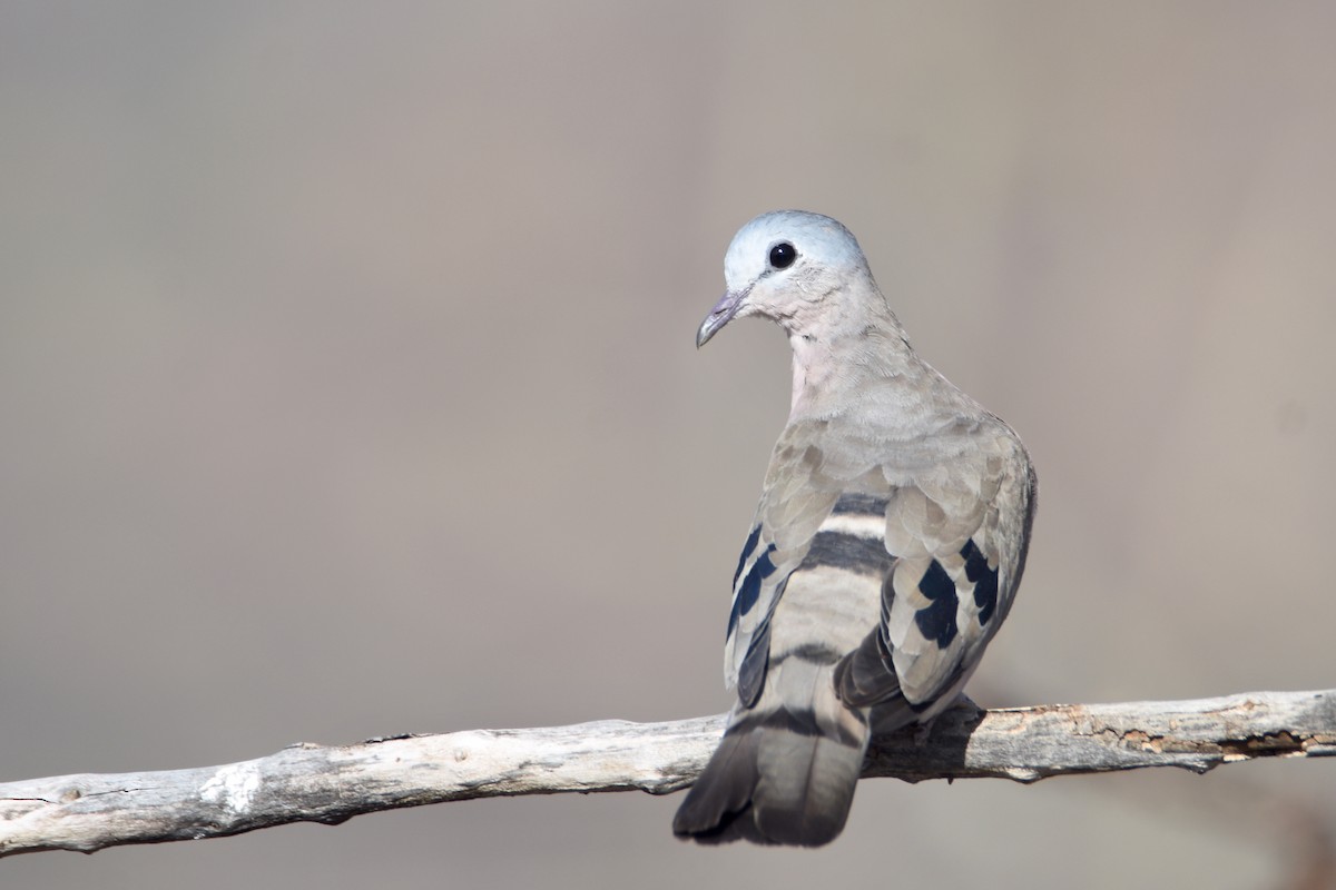 Emerald-spotted Wood-Dove - ML633313604