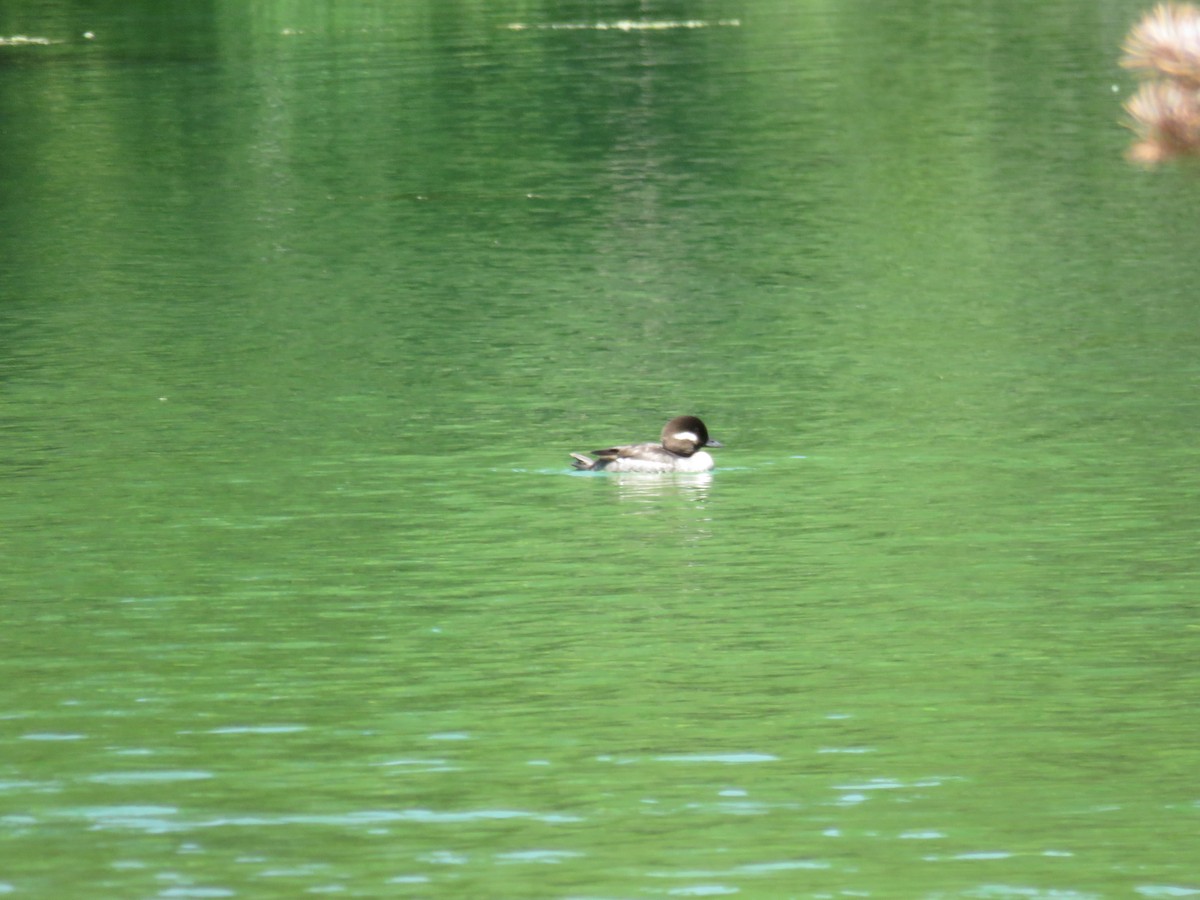 Bufflehead - ML63331361