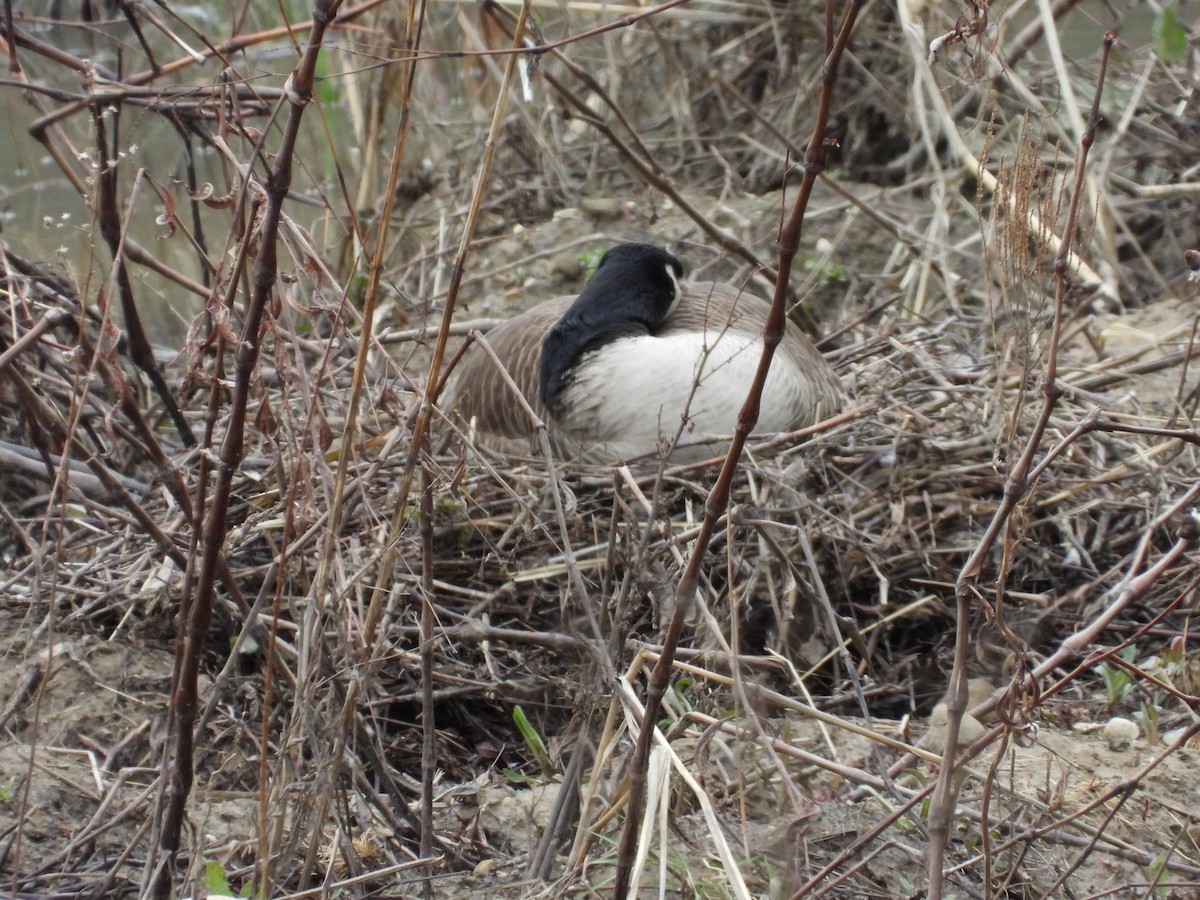 Canada Goose - ML633313707