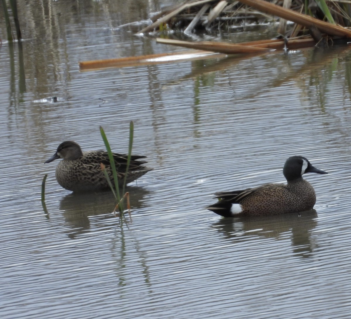Blue-winged Teal - ML633313821