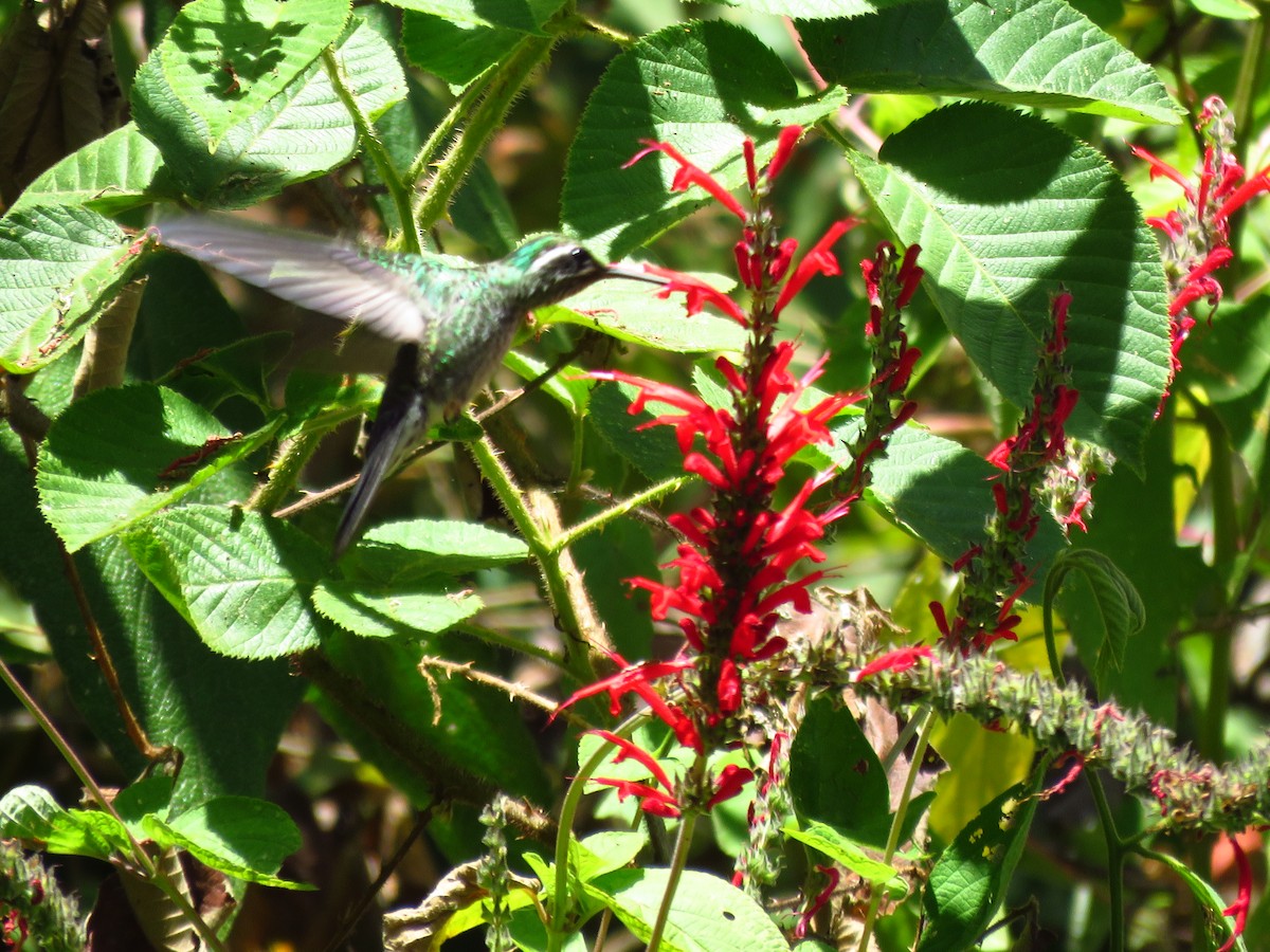 Colibri de Sybil - ML633313846