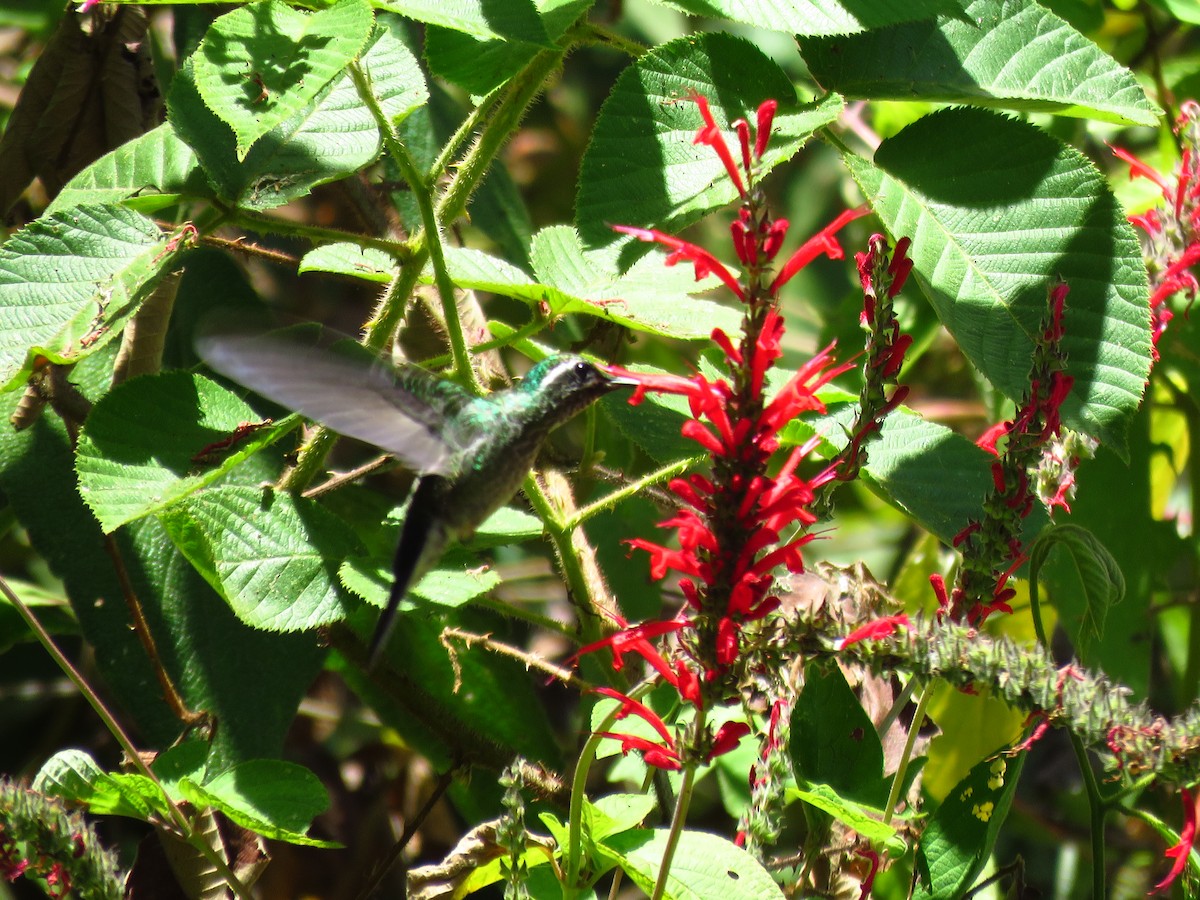 Colibri de Sybil - ML633313847