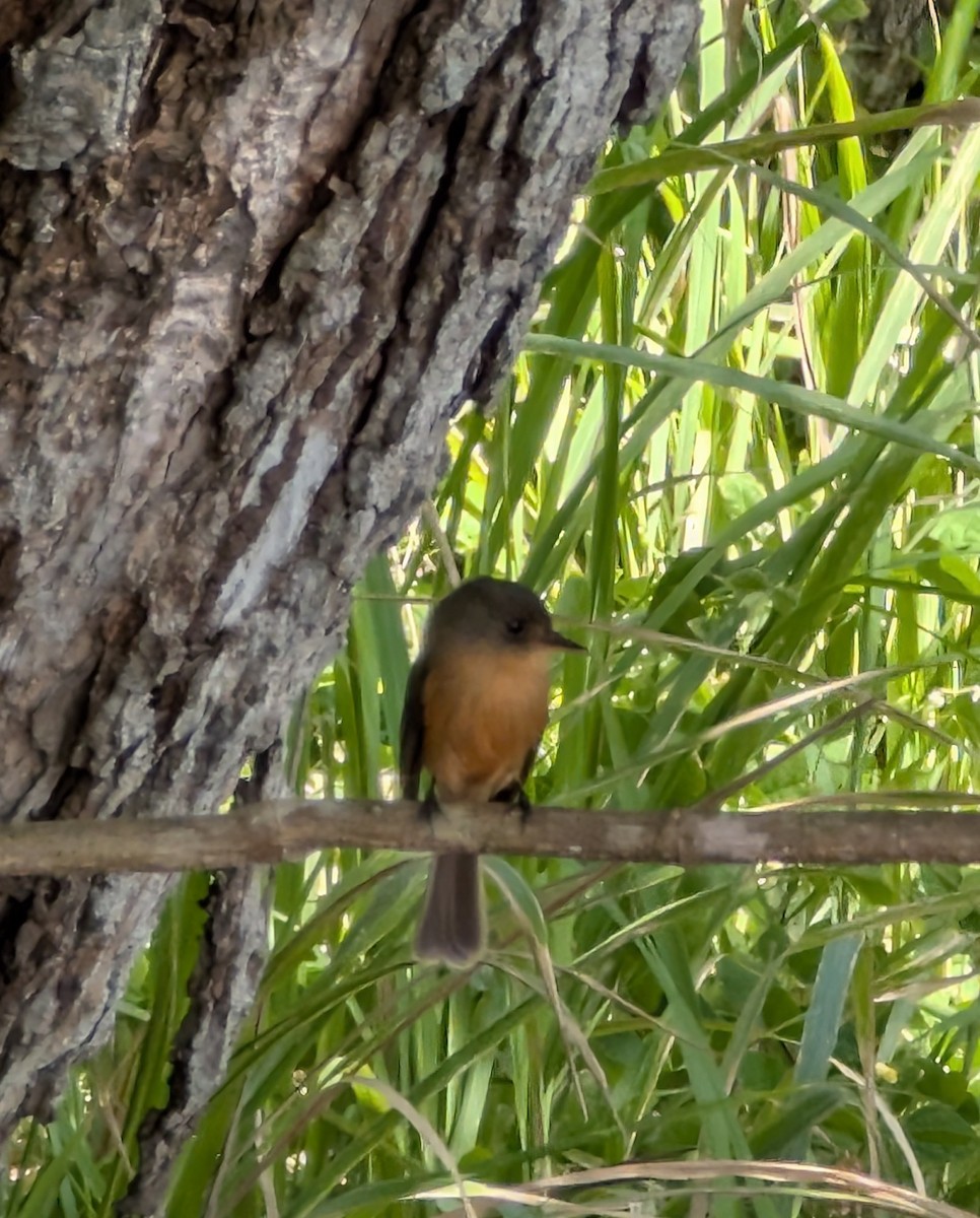Lesser Antillean Pewee - ML633313938