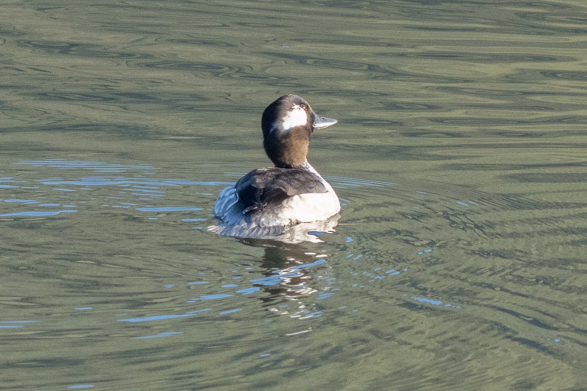 Bufflehead - ML633314059