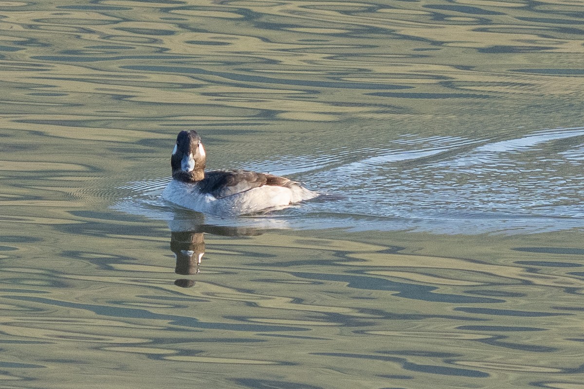 Bufflehead - ML633314060