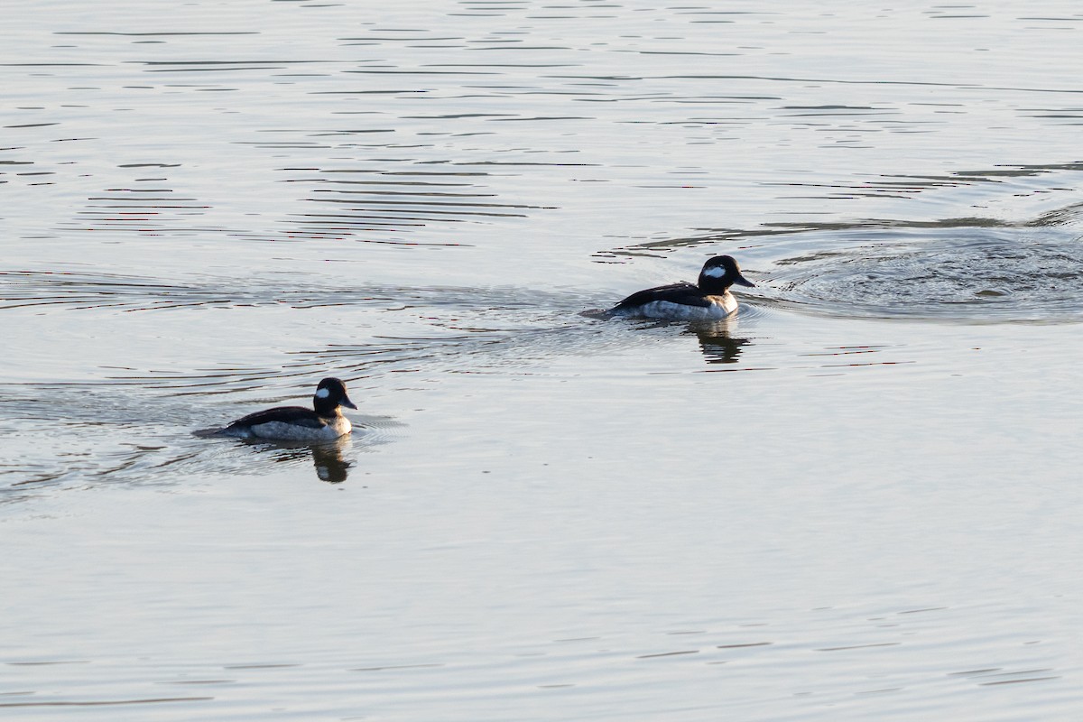 Bufflehead - ML633314062