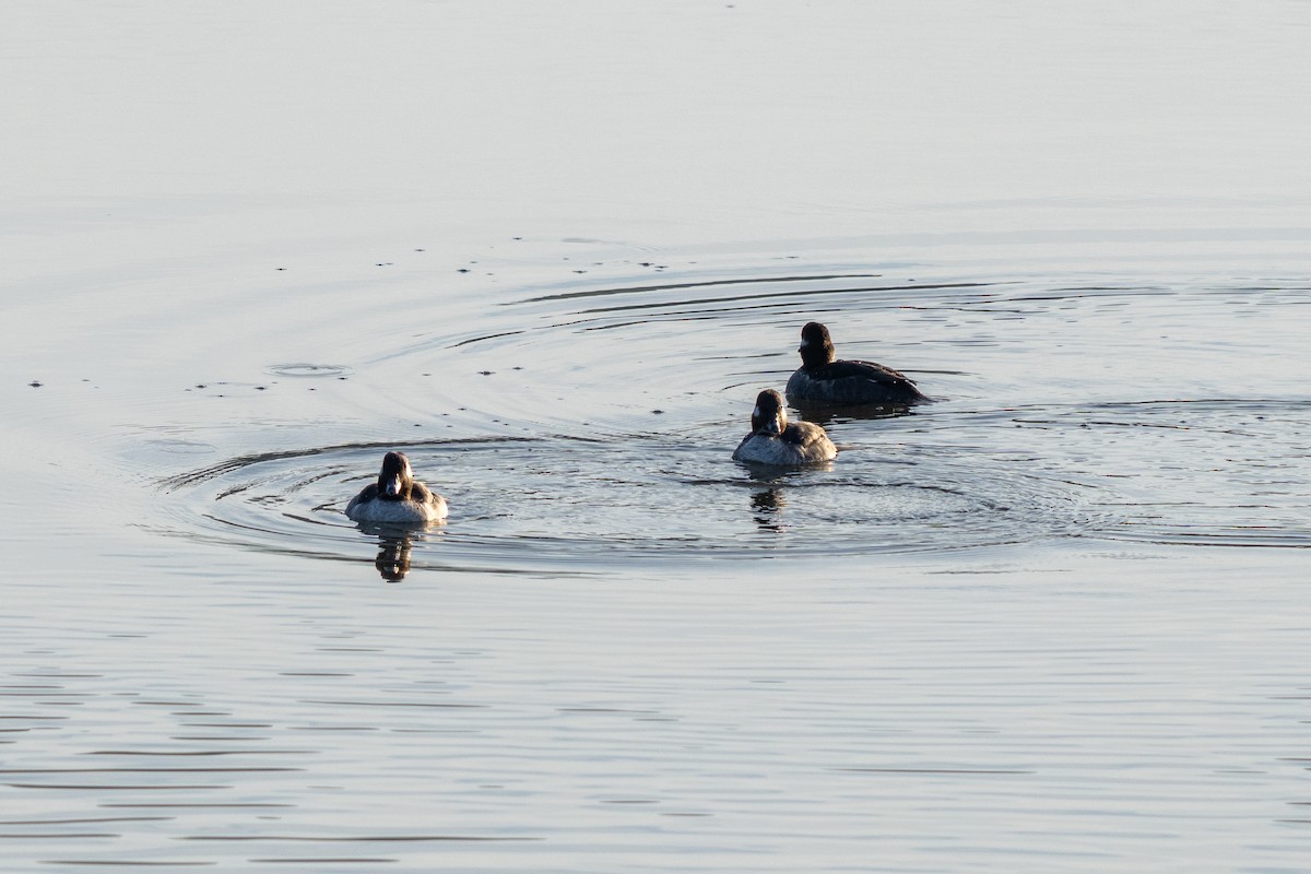 Bufflehead - ML633314063