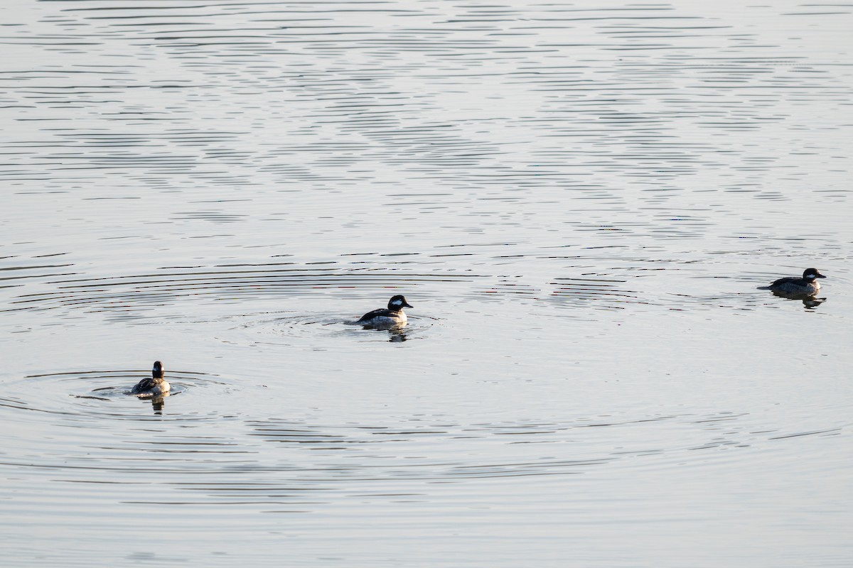 Bufflehead - ML633314065