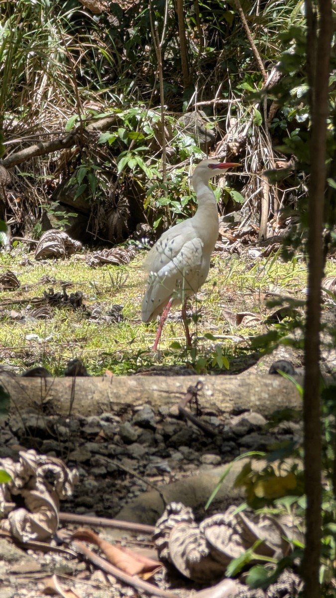 Western Cattle-Egret - ML633314088
