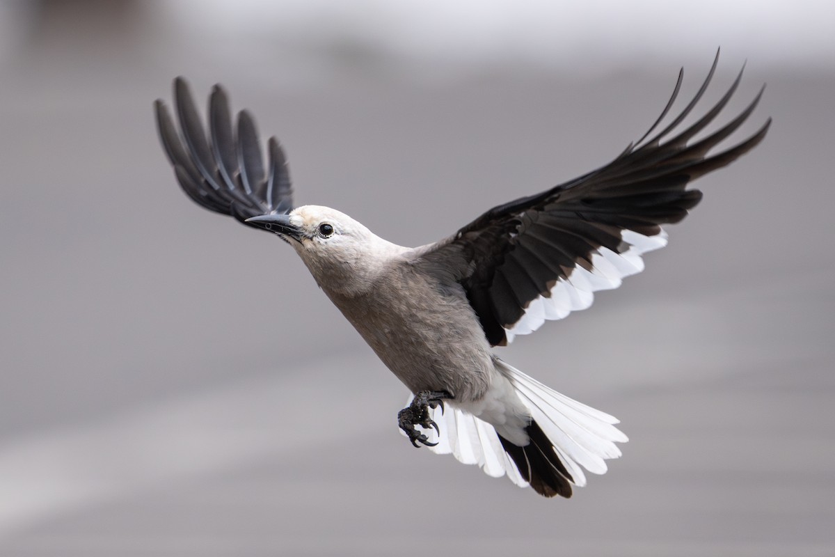 Clark's Nutcracker - ML633314094