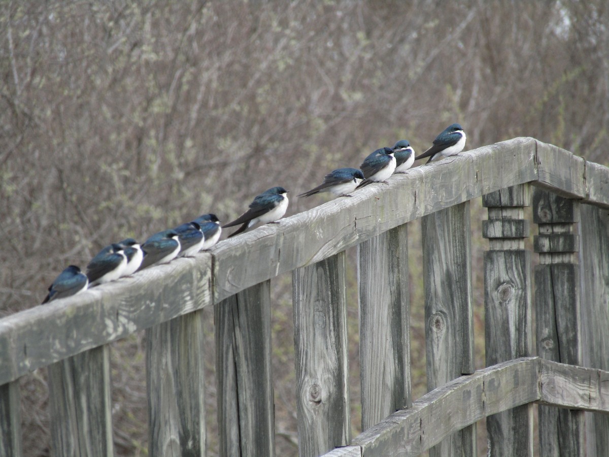 Tree Swallow - ML633314219