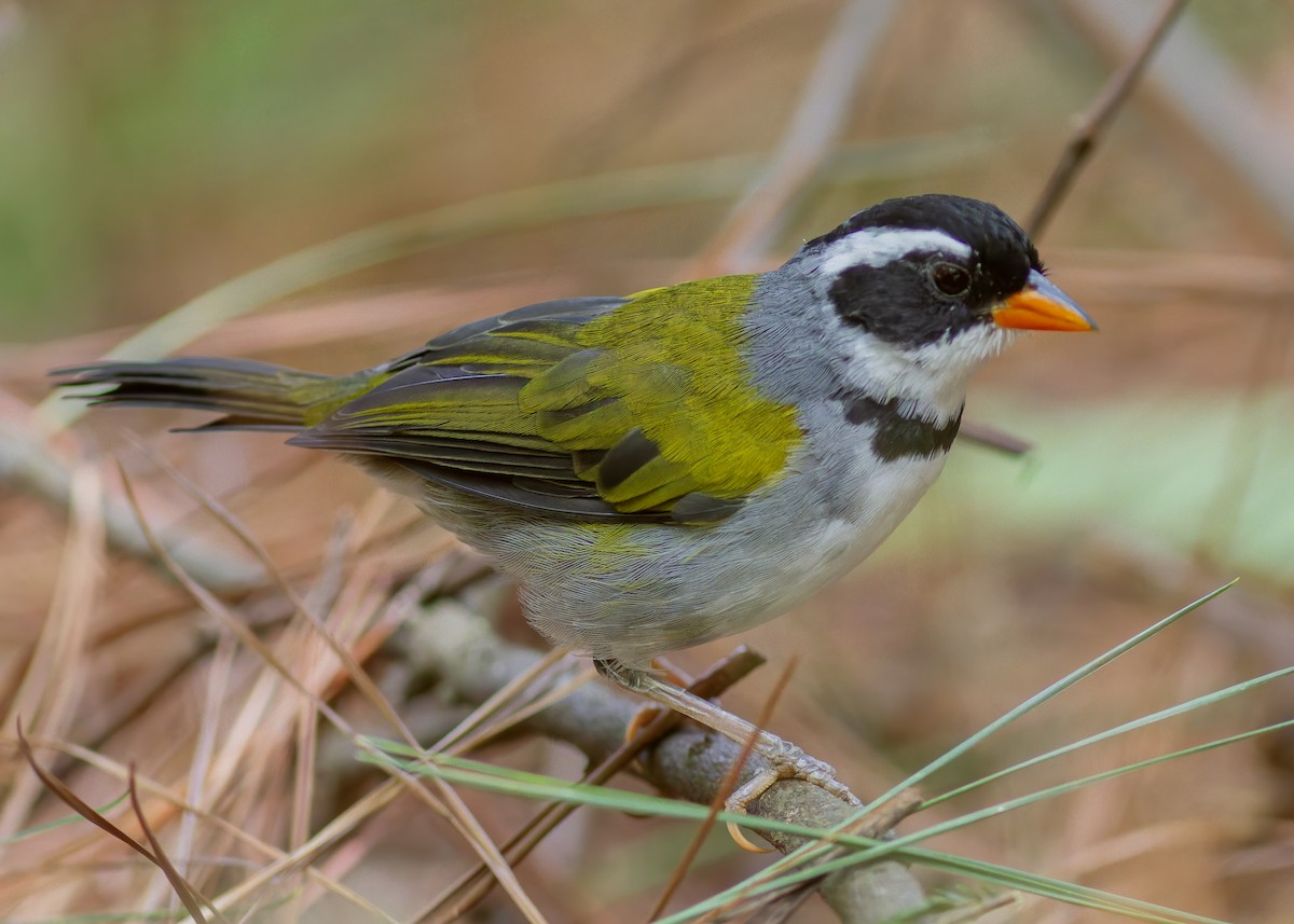 Saffron-billed Sparrow (Saffron-billed) - ML633314250