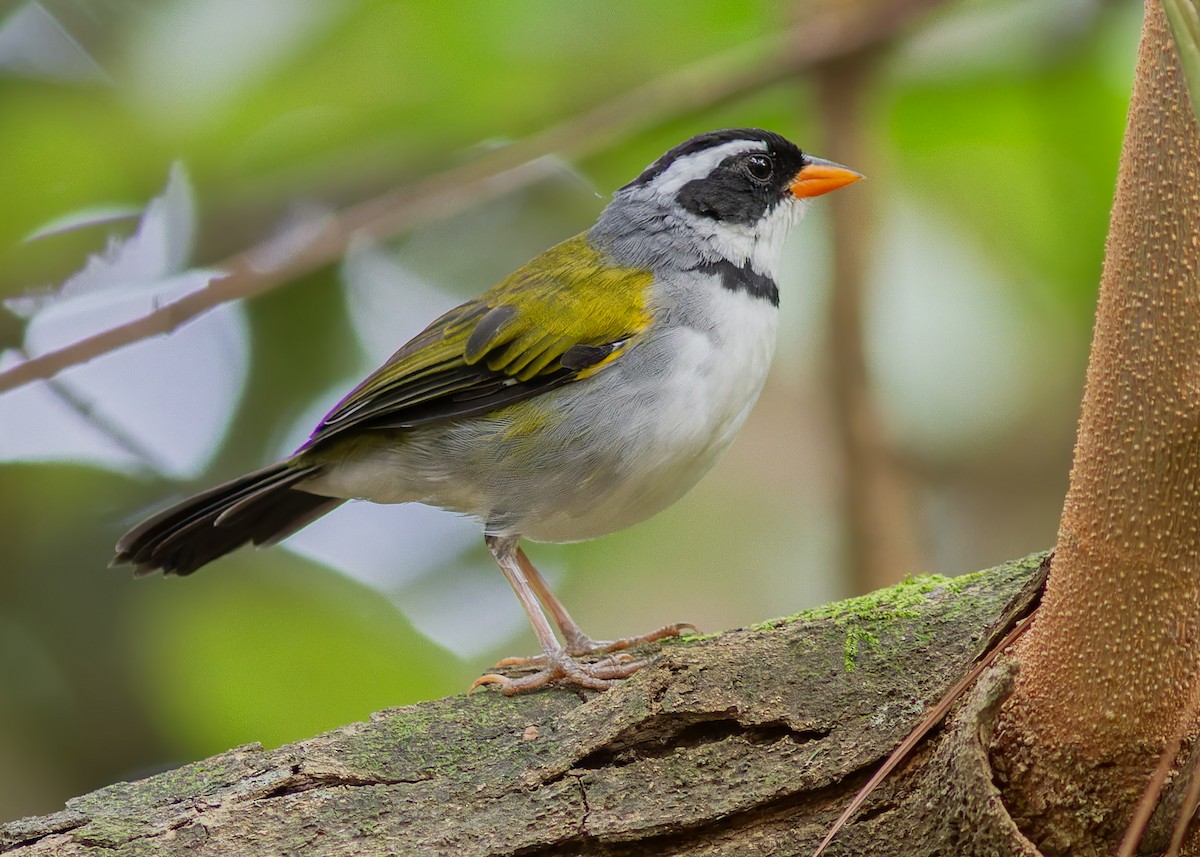 Saffron-billed Sparrow (Saffron-billed) - ML633314251