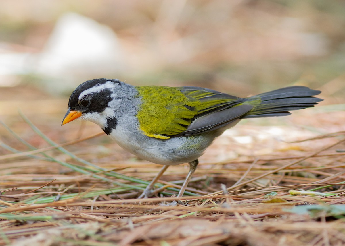 Saffron-billed Sparrow (Saffron-billed) - ML633314252