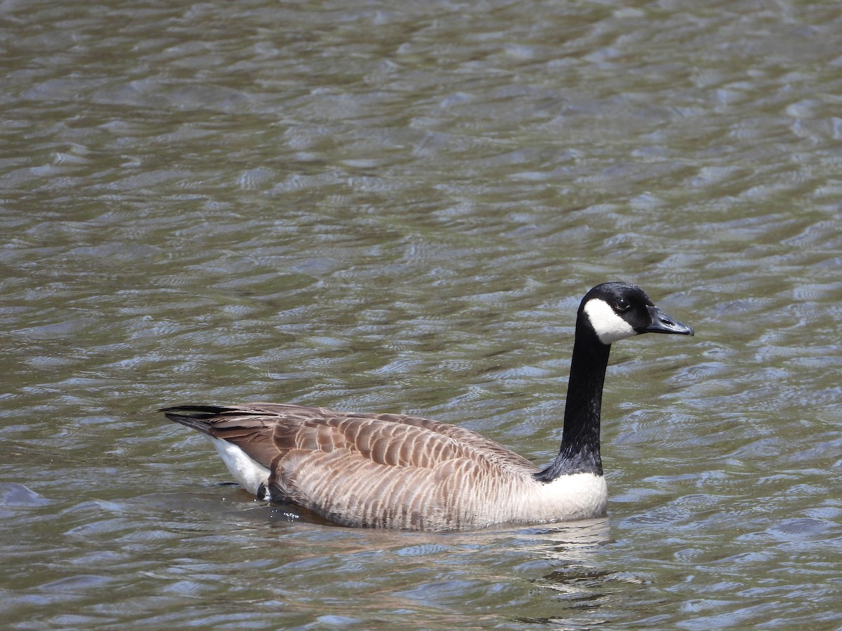 Canada Goose - ML633314342