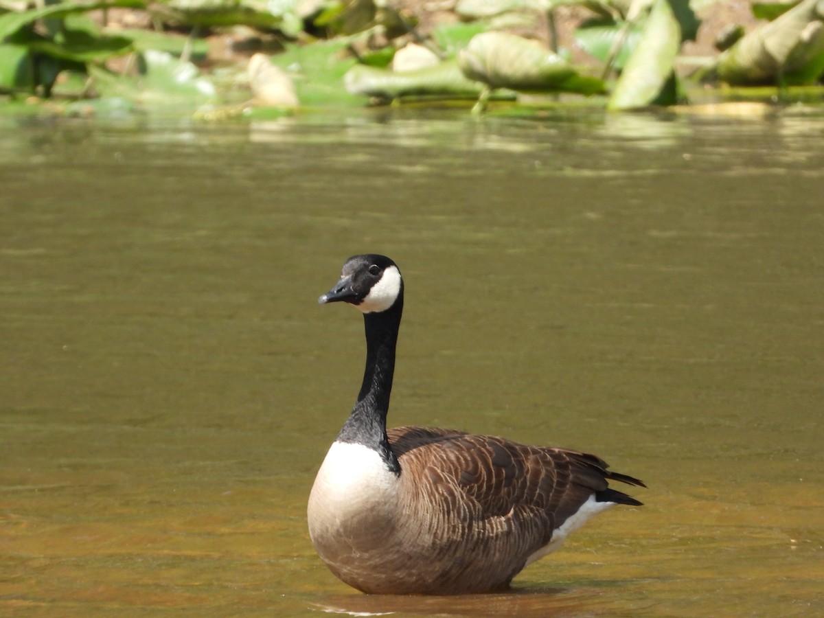 Canada Goose - ML633314357