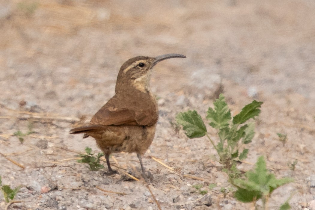 White-throated Earthcreeper - ML633314549