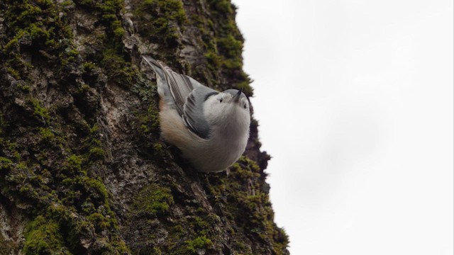 White-breasted Nuthatch - ML633314602