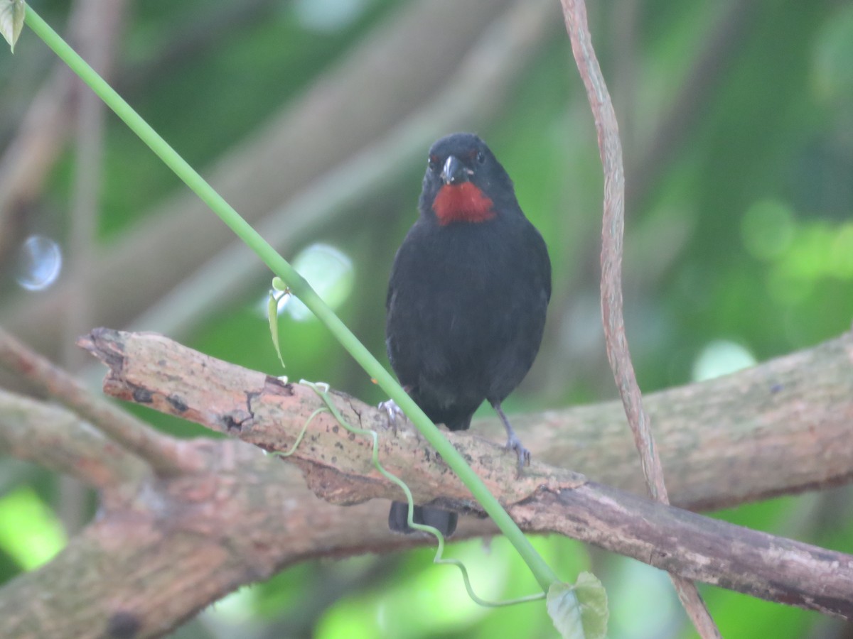 Lesser Antillean Bullfinch - ML633314624