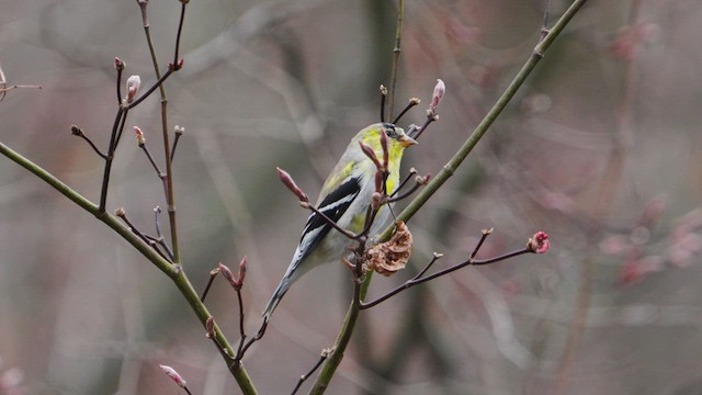American Goldfinch - ML633314625