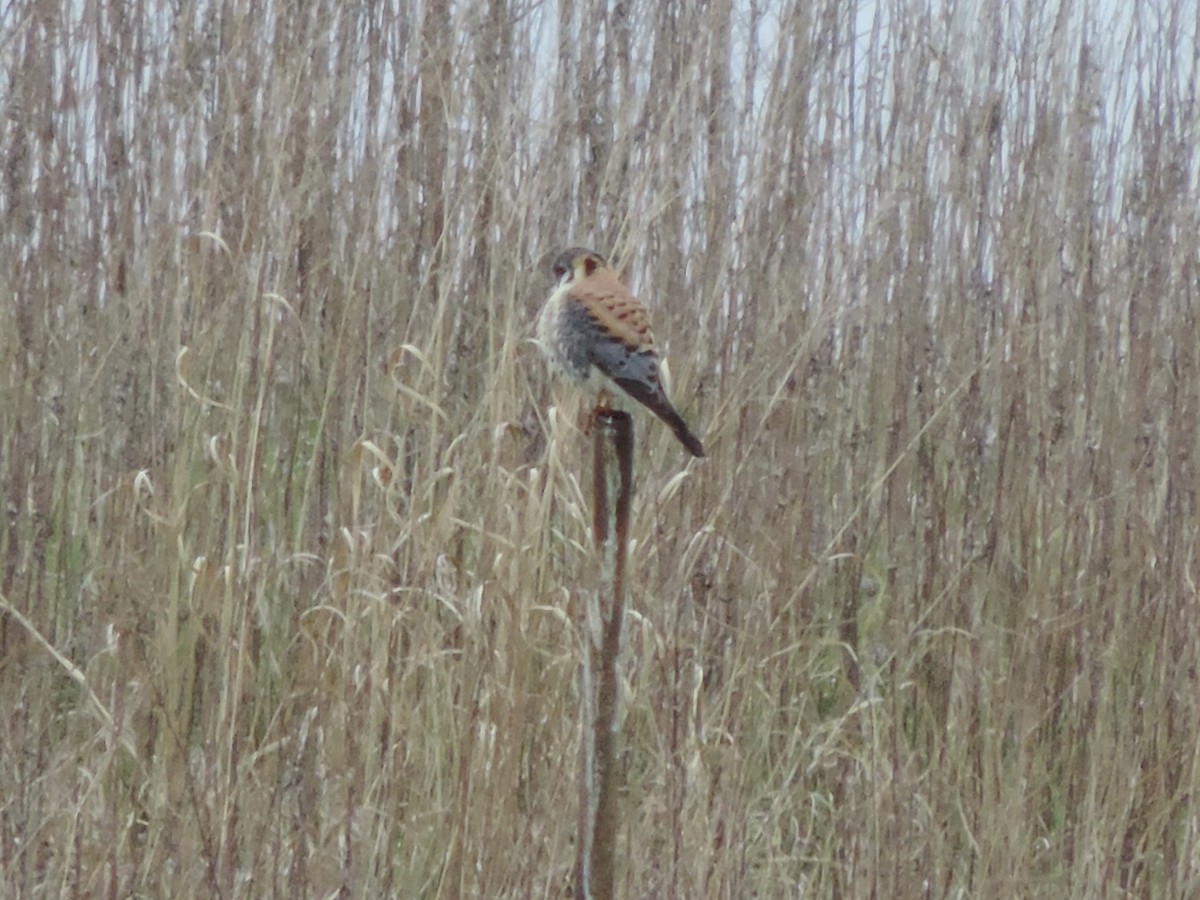 American Kestrel - ML633314684
