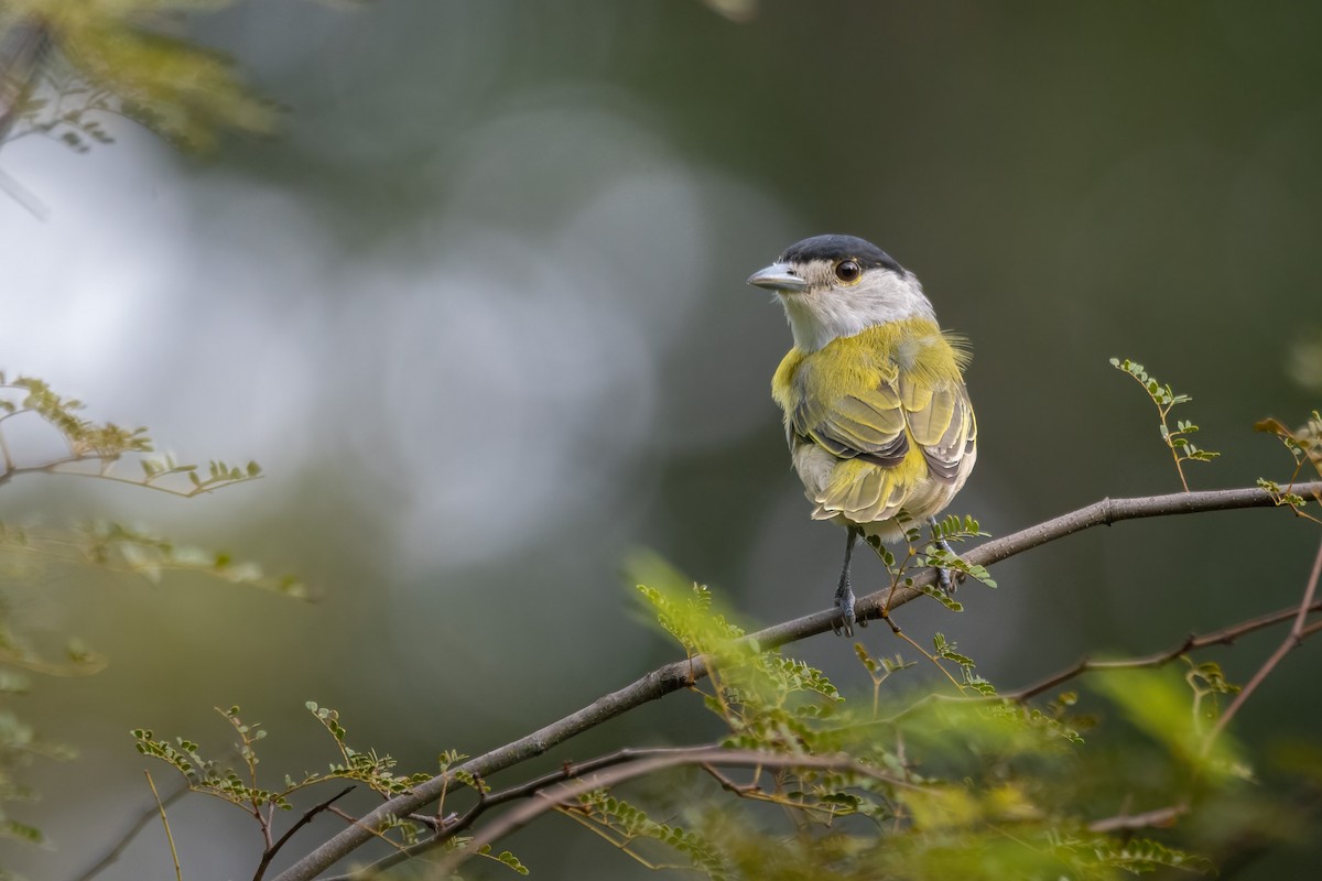 Green-backed Becard - ML633315265