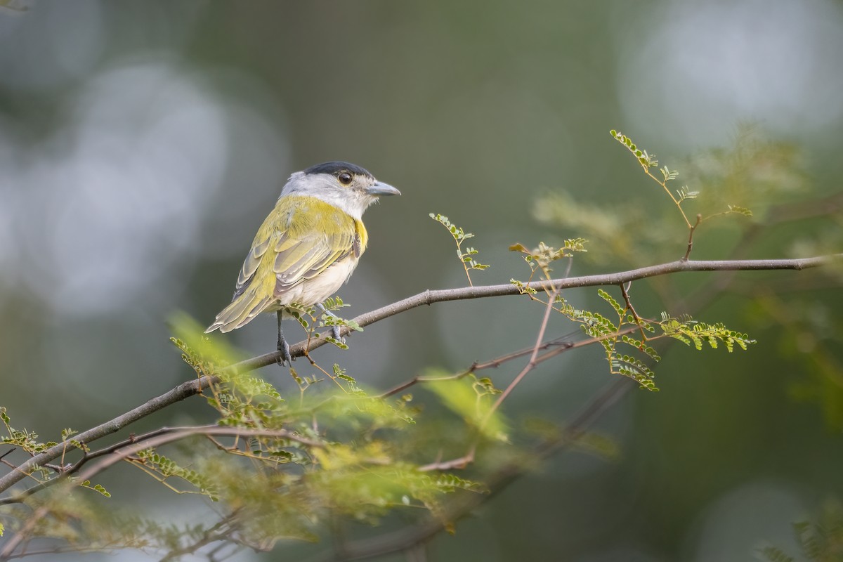 Green-backed Becard - ML633315266