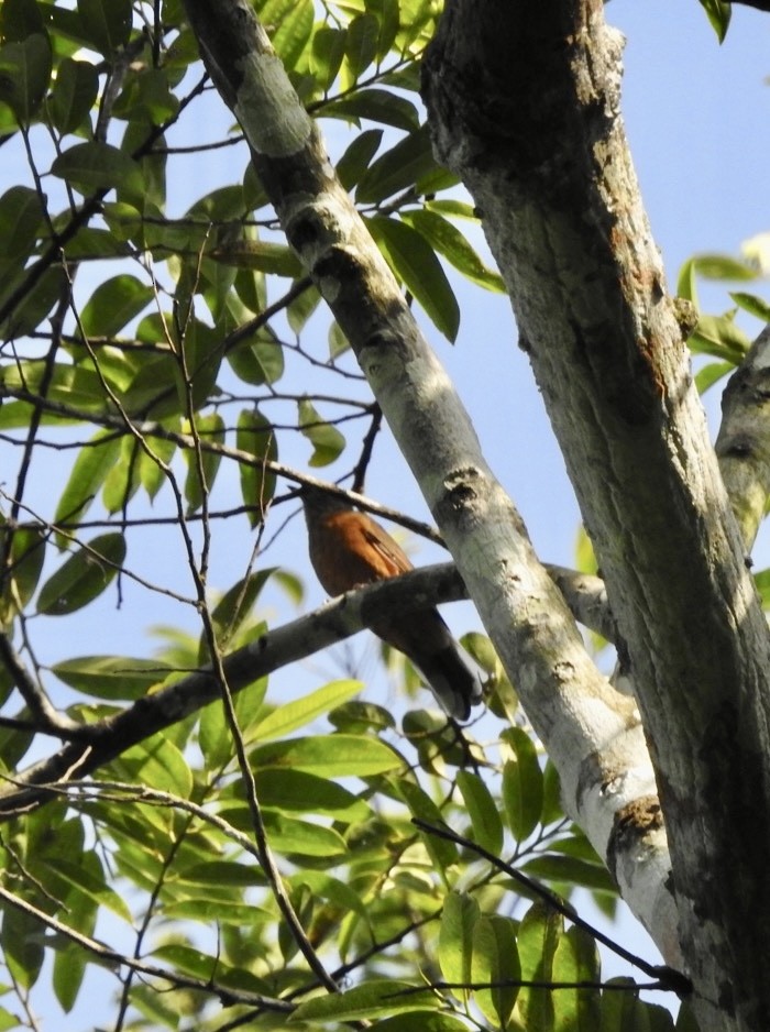 Finsch's Flycatcher-Thrush - ML633315455