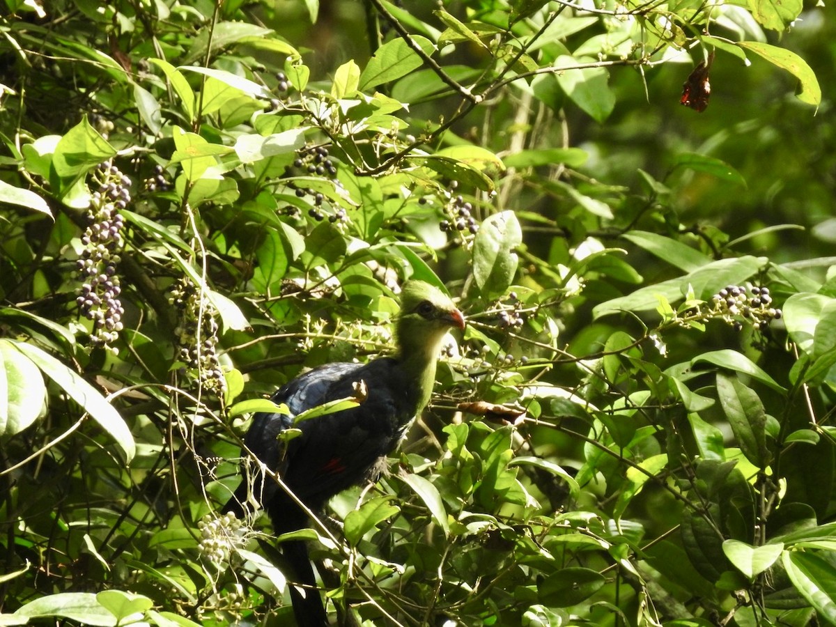 Yellow-billed Turaco - ML633315475