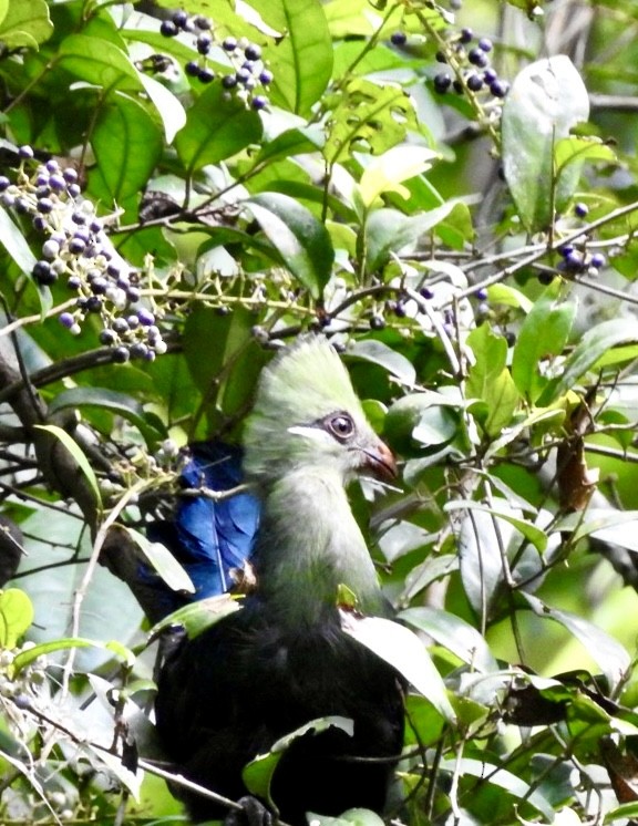 Yellow-billed Turaco - ML633315476