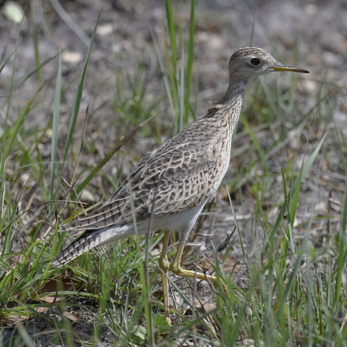 Upland Sandpiper - ML633315744