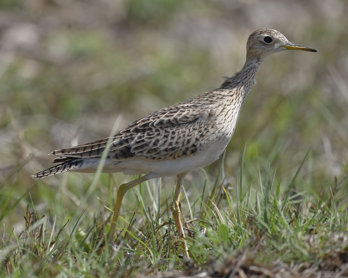 Upland Sandpiper - ML633315746