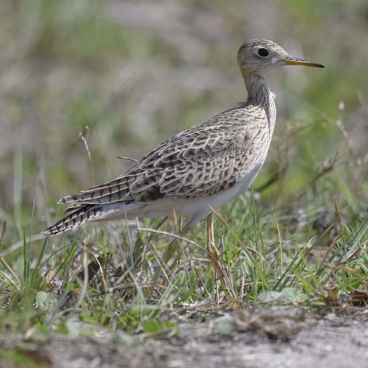 Upland Sandpiper - ML633315751