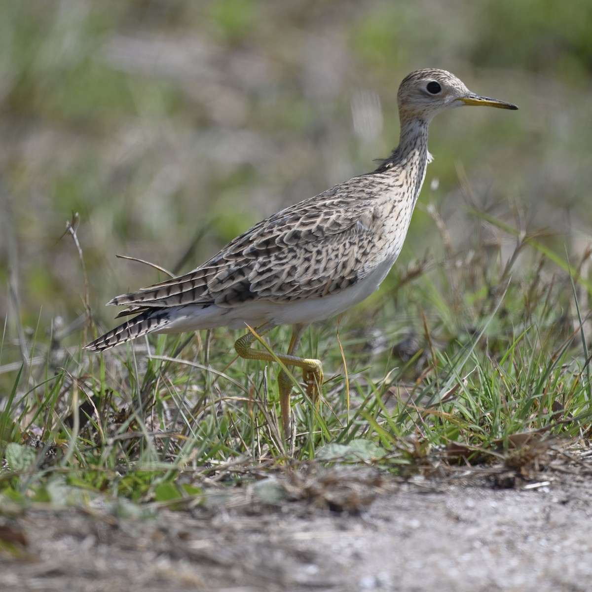 Upland Sandpiper - ML633315755