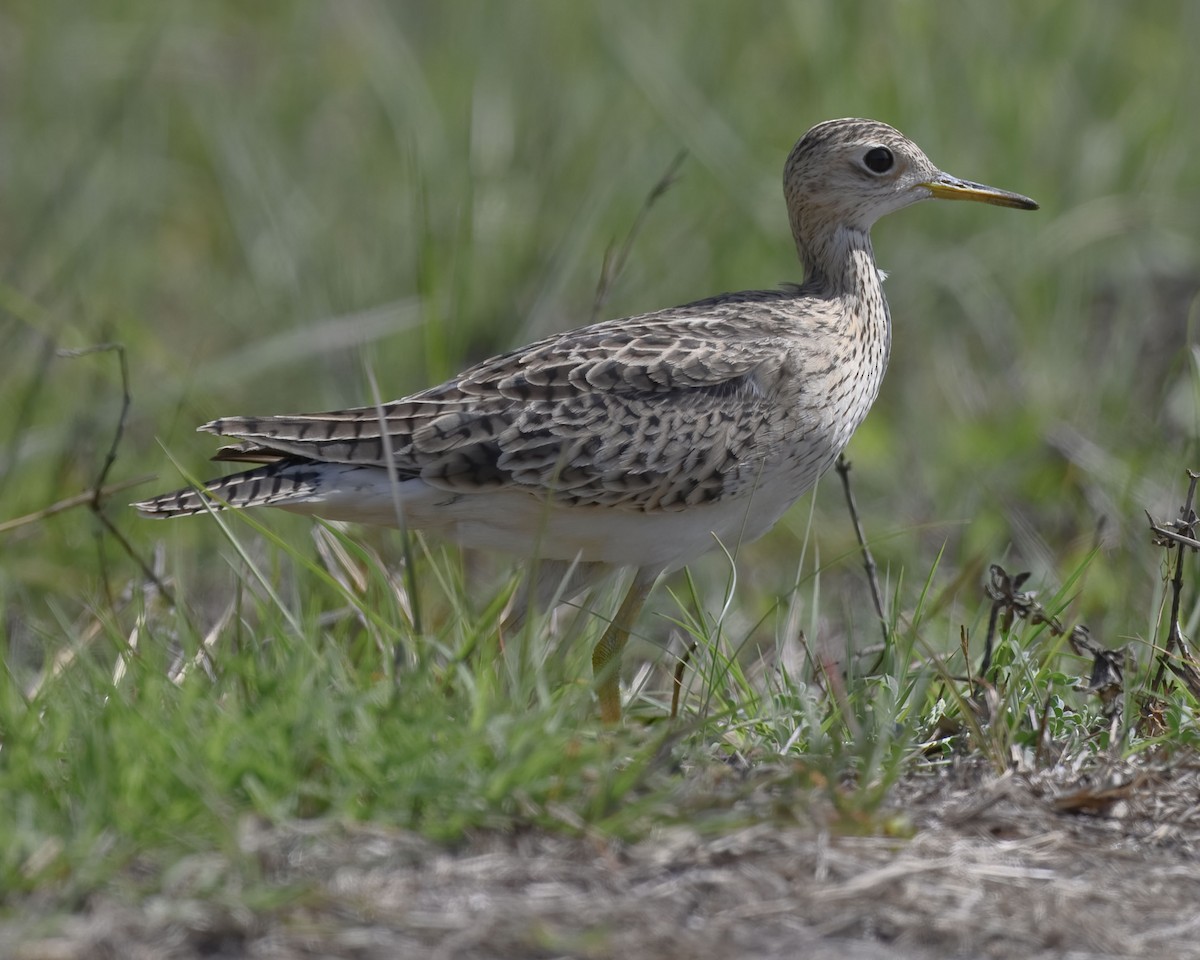 Upland Sandpiper - ML633315771