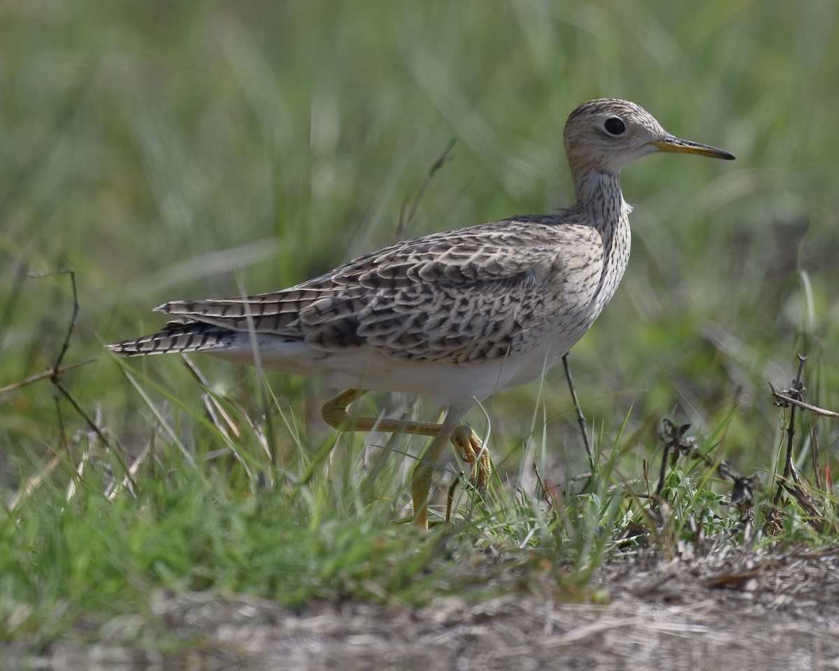 Upland Sandpiper - ML633315775