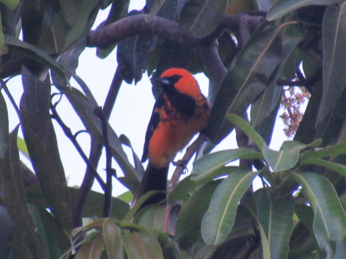 Spot-breasted Oriole - ML633315809
