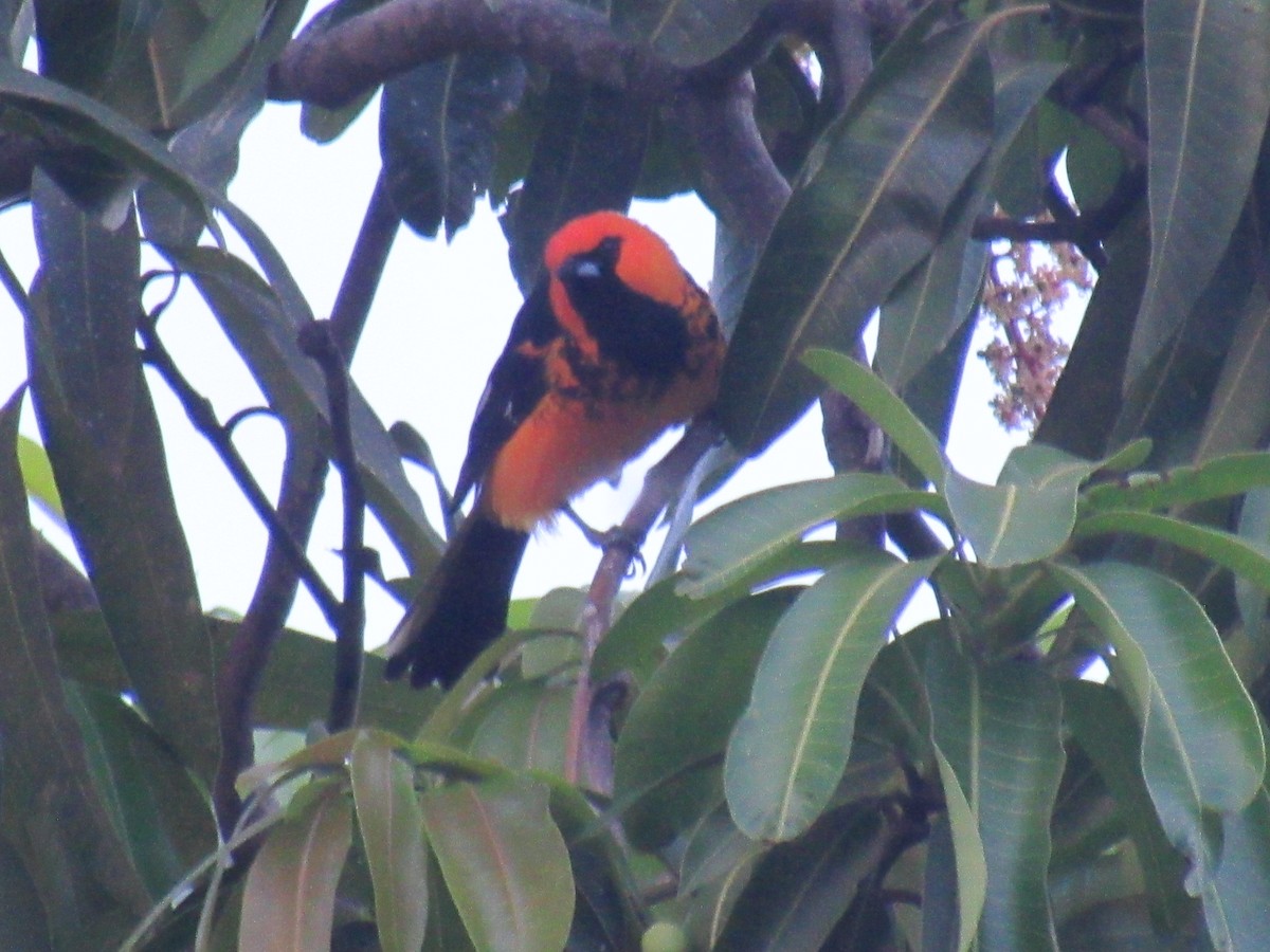 Spot-breasted Oriole - ML633315810