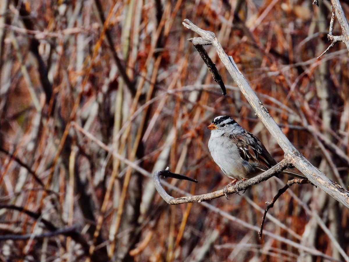 White-crowned Sparrow (Gambel's) - Charles Hundertmark