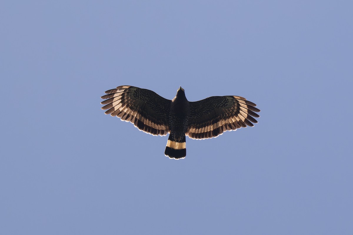 Mountain Serpent-Eagle - ML633316166