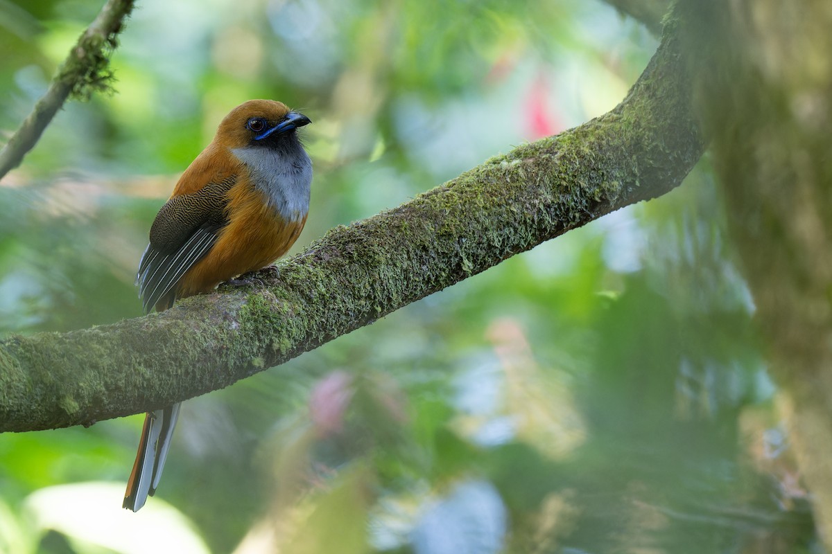 rødhettetrogon - ML633316179