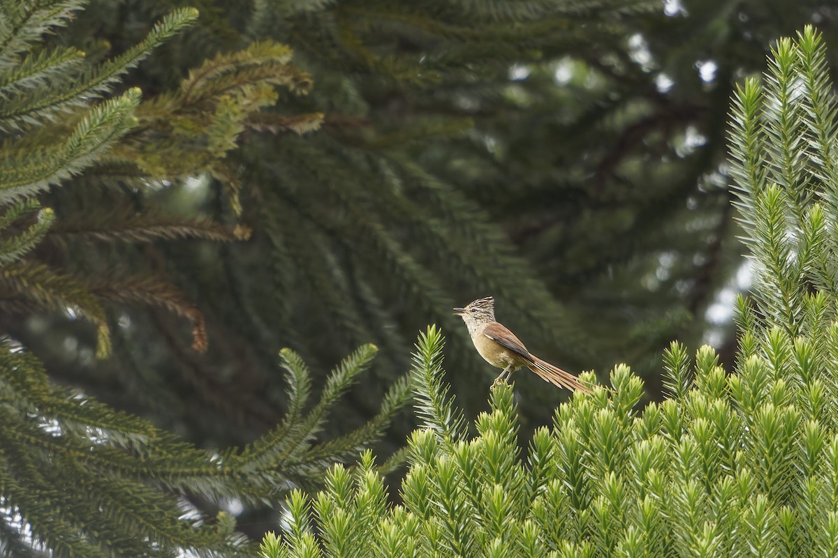 Araucaria Tit-Spinetail - ML633316351