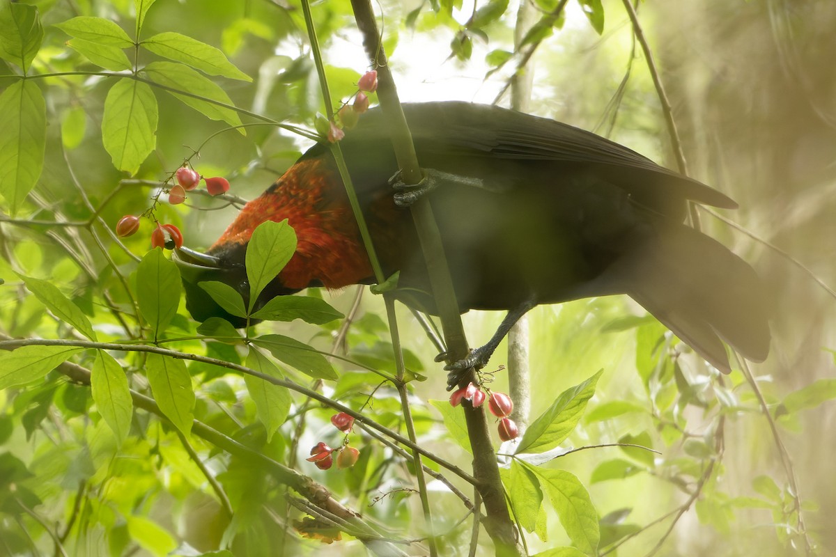 Red-ruffed Fruitcrow - ML633316370